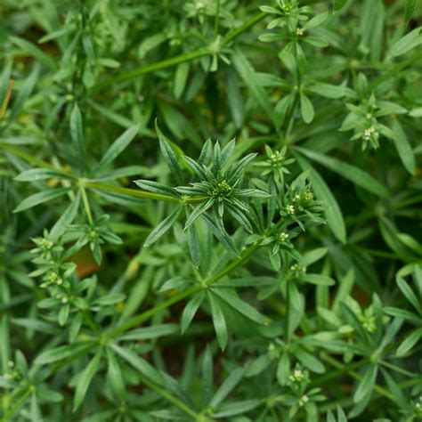 Cleavers in Filipino .